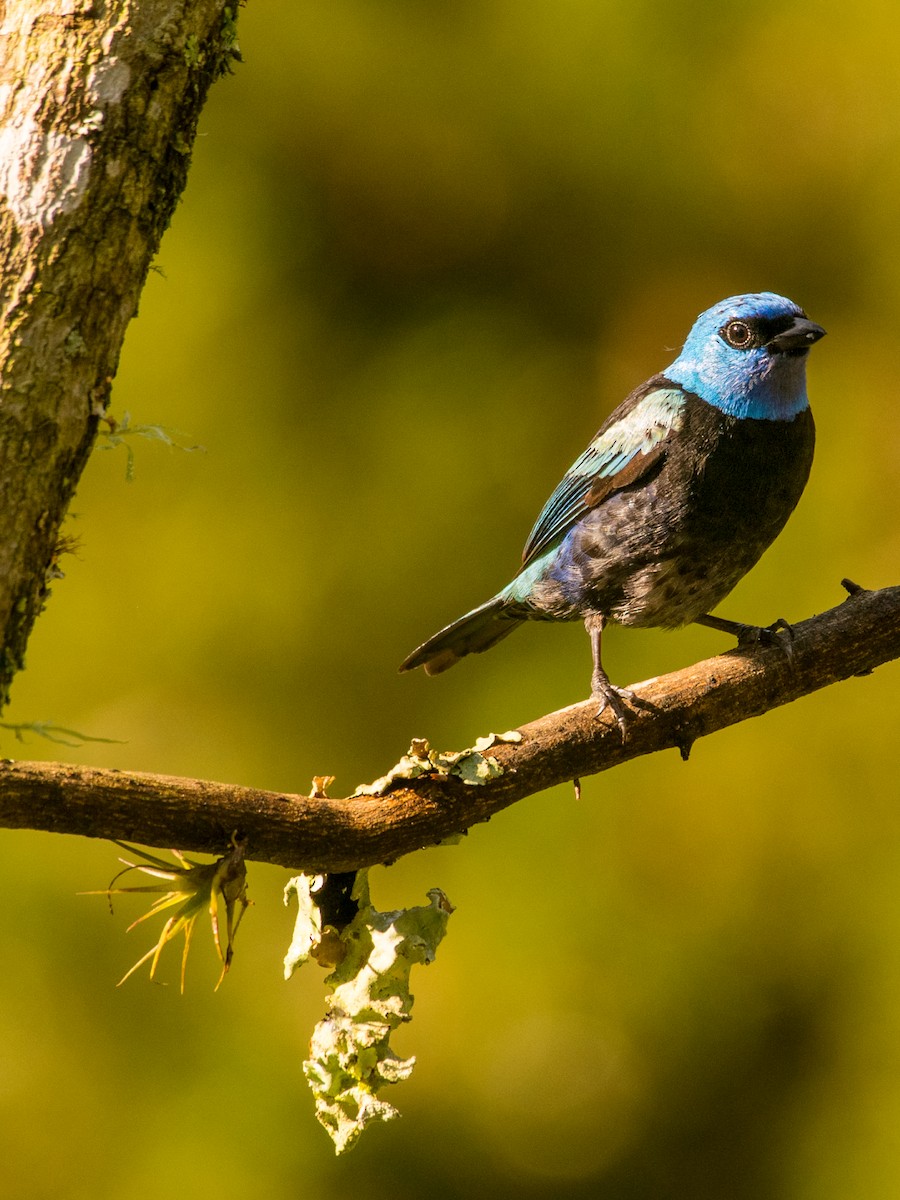 Blue-necked Tanager - ML644342571