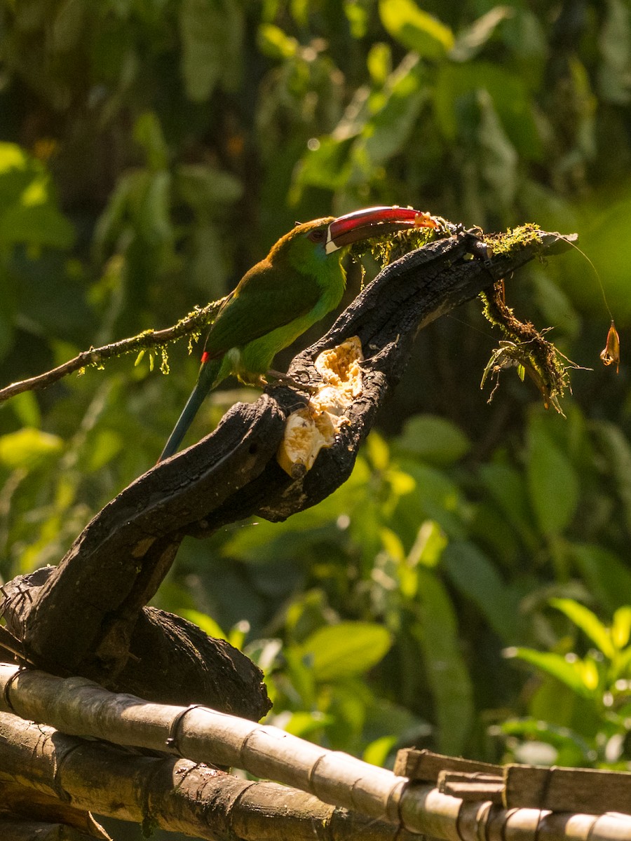 Crimson-rumped Toucanet - ML644342575