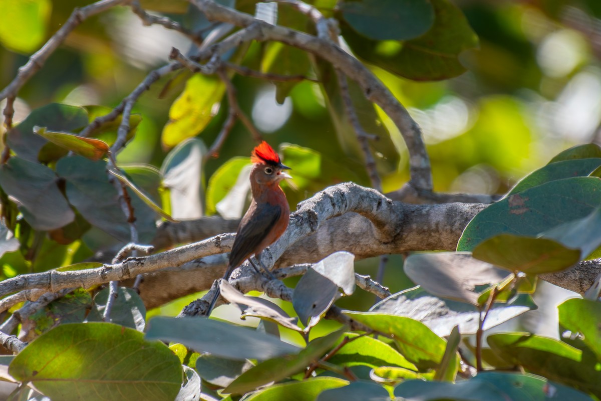 Araguira rougeâtre - ML644342594