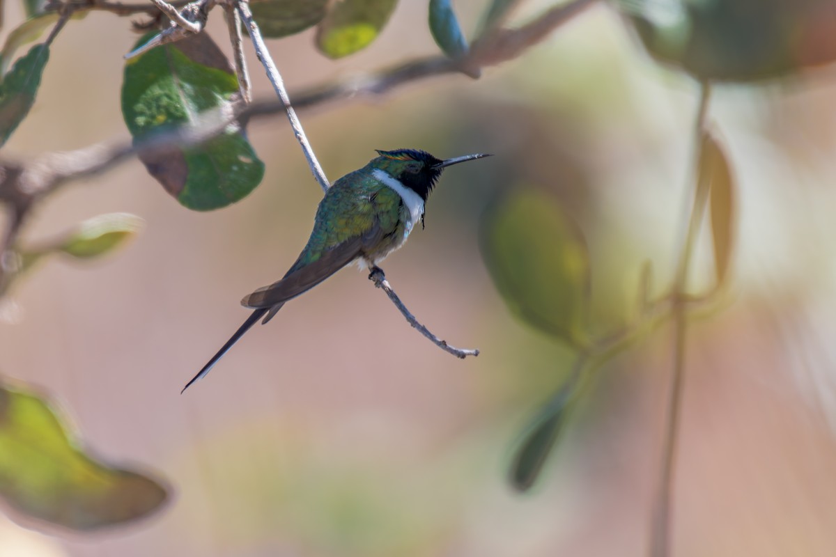 Рогатый колибри - ML644342652