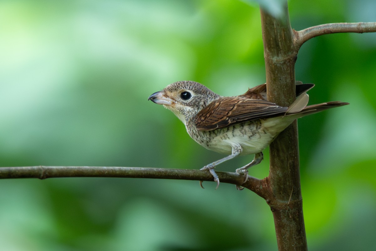 Tiger Shrike - ML644342667