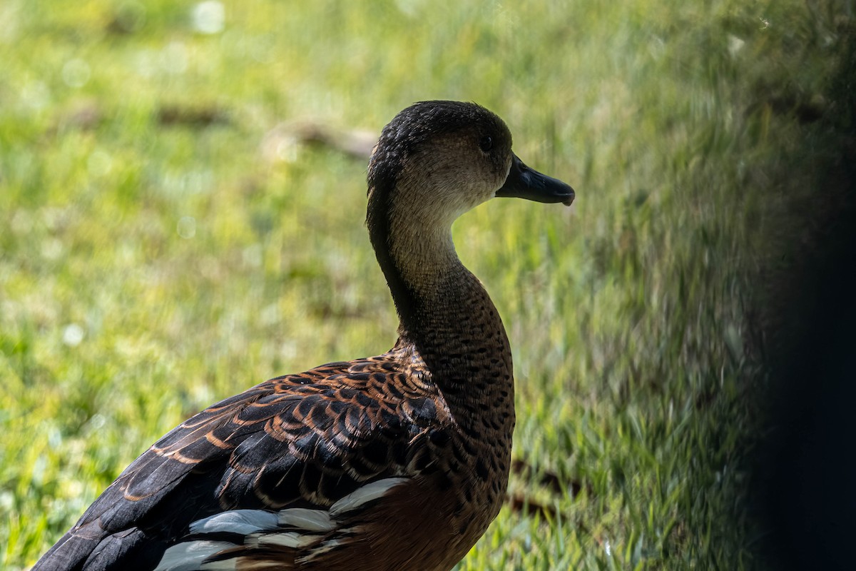 Dendrocygne à lunules - ML644342671