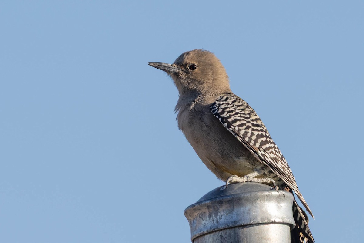Pic des saguaros - ML644342675