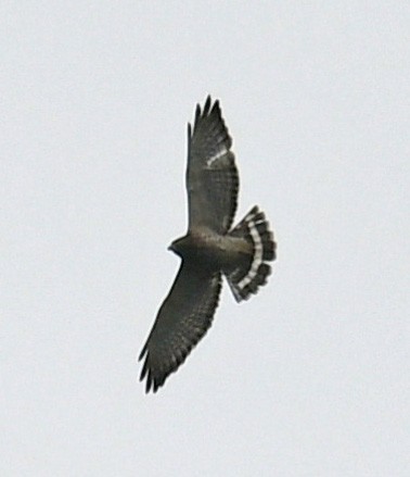 Broad-winged Hawk - ML644342677