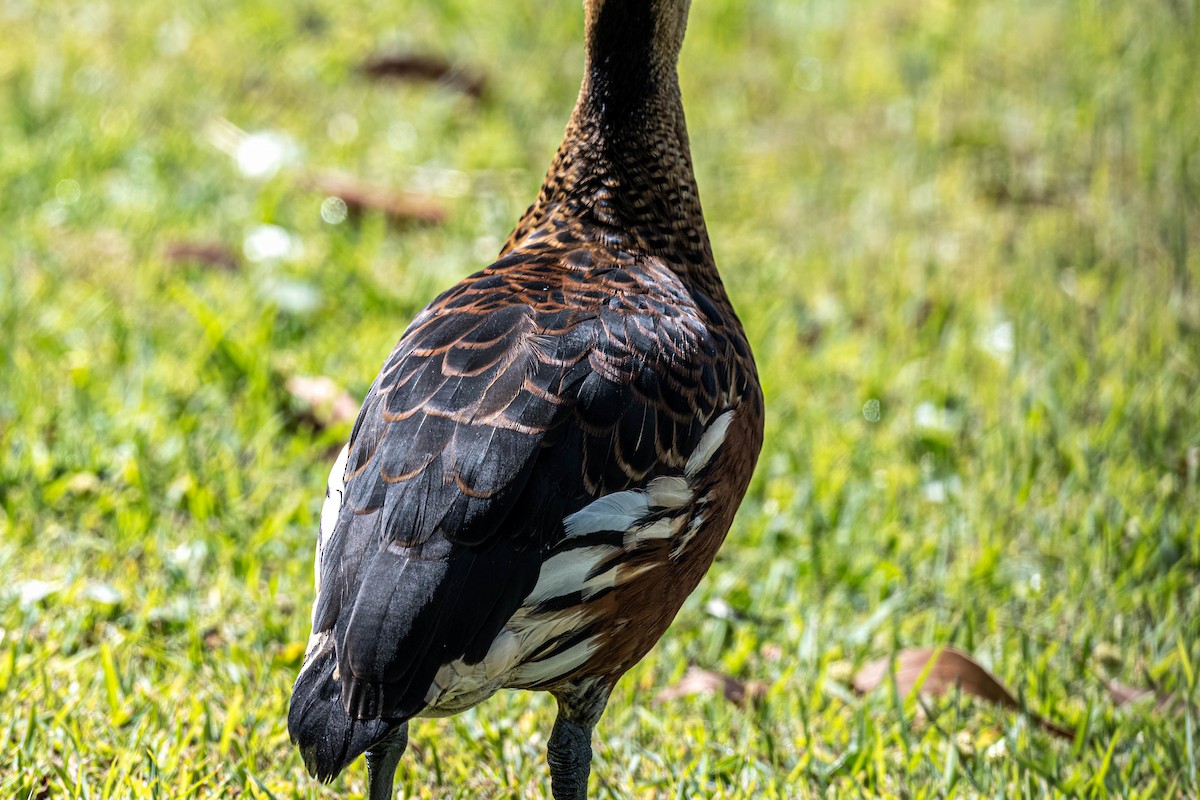Dendrocygne à lunules - ML644342678