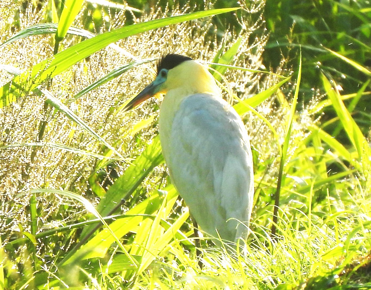 Capped Heron - ML644342692