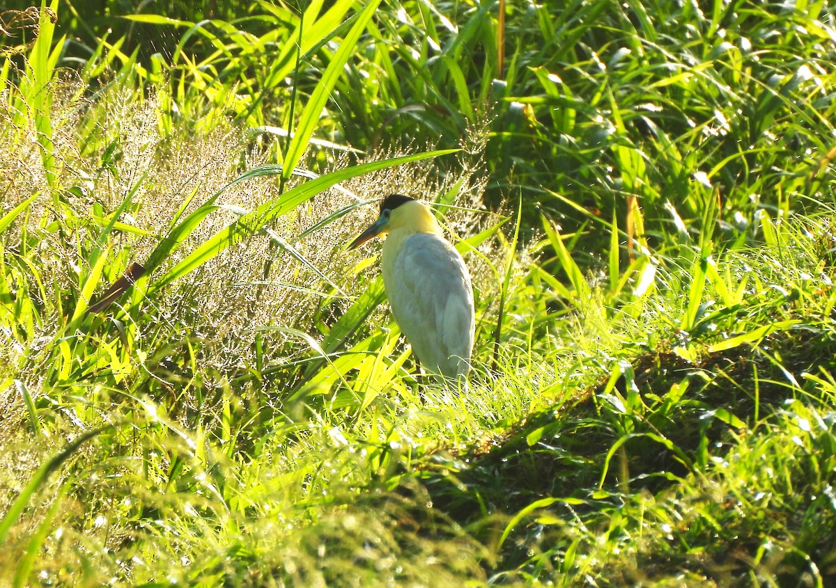 Capped Heron - ML644342693