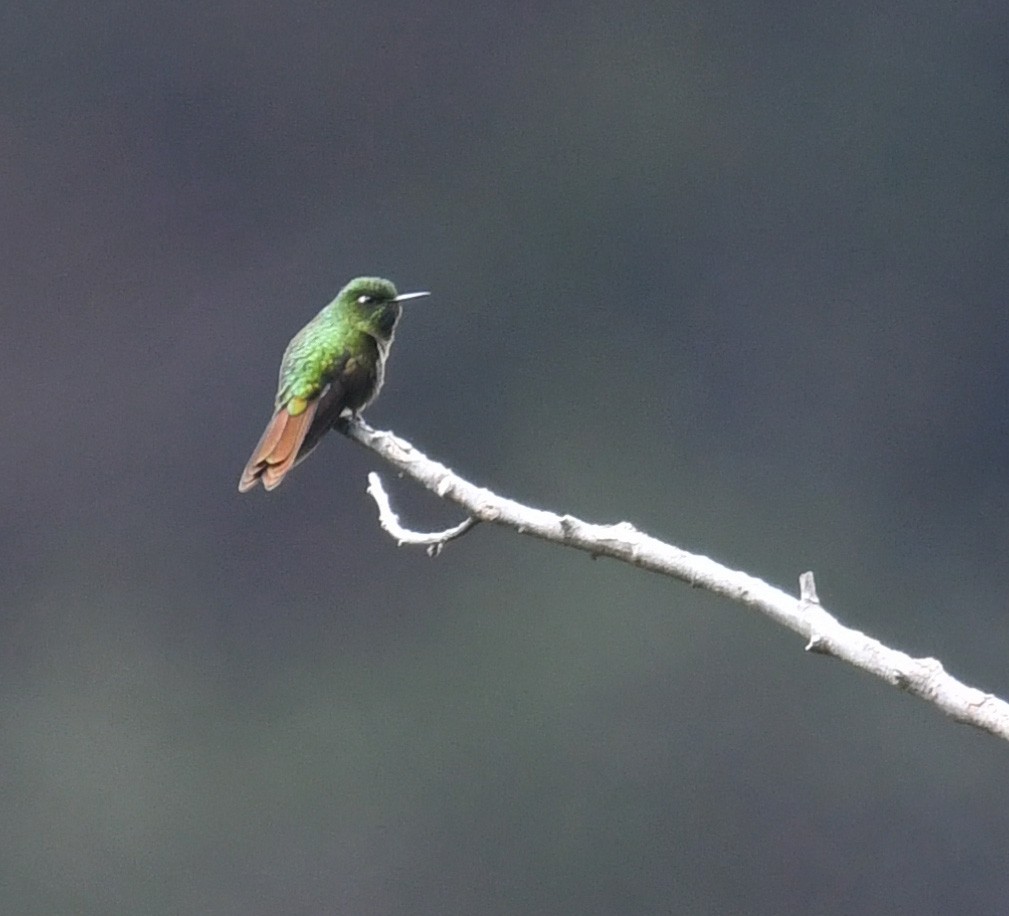 Tyrian Metaltail - ML644342694