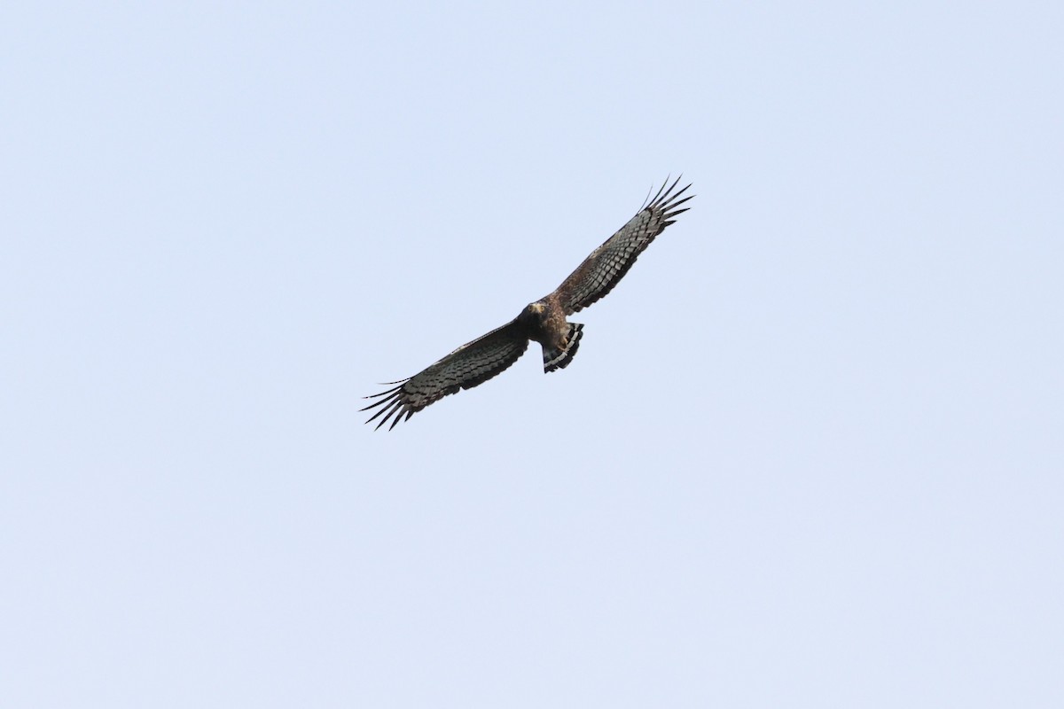 Crested Serpent-Eagle (Crested) - ML644342696