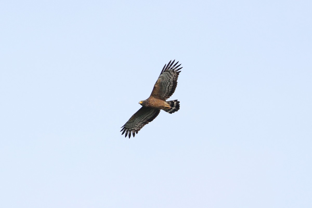 Crested Serpent-Eagle (Crested) - ML644342697