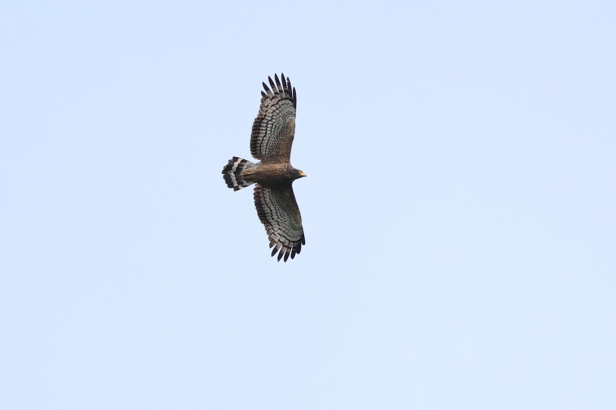 Crested Serpent-Eagle (Crested) - ML644342698