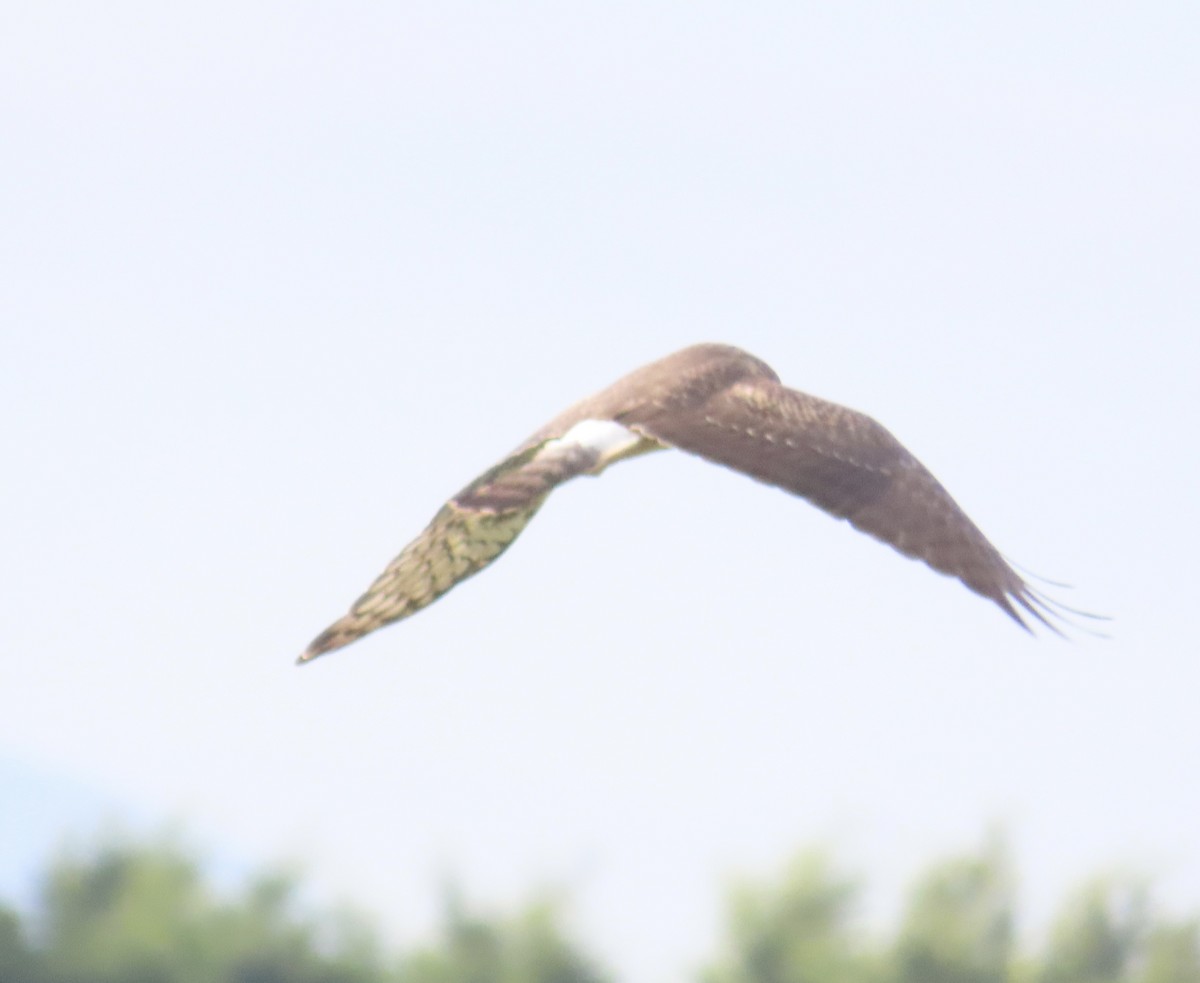 Albanella reale - ML644342714