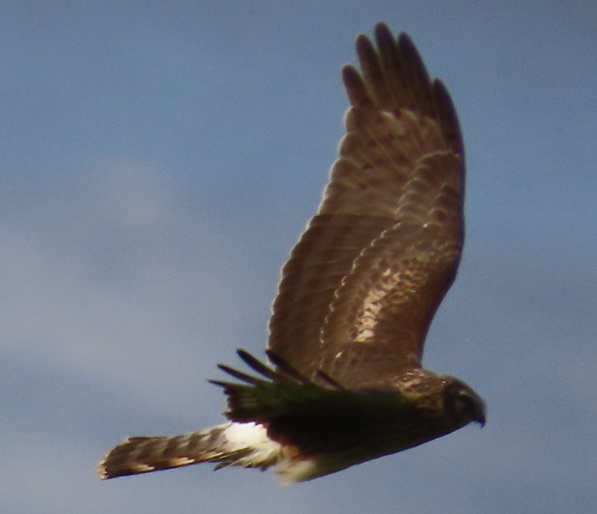 Albanella reale - ML644342715