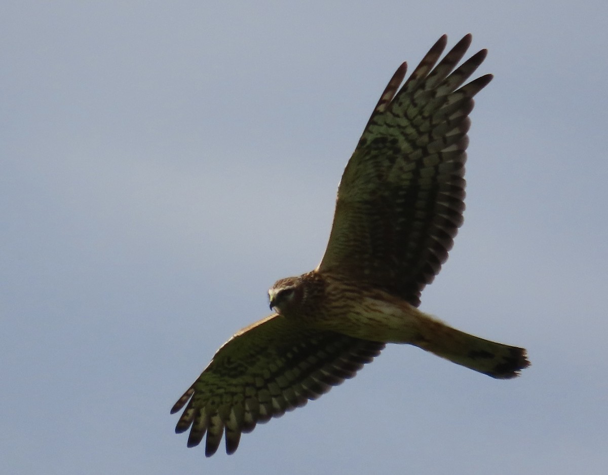 Albanella reale - ML644342716