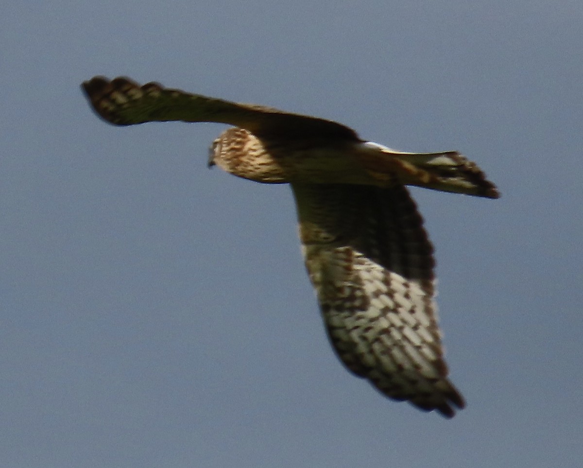 Albanella reale - ML644342717