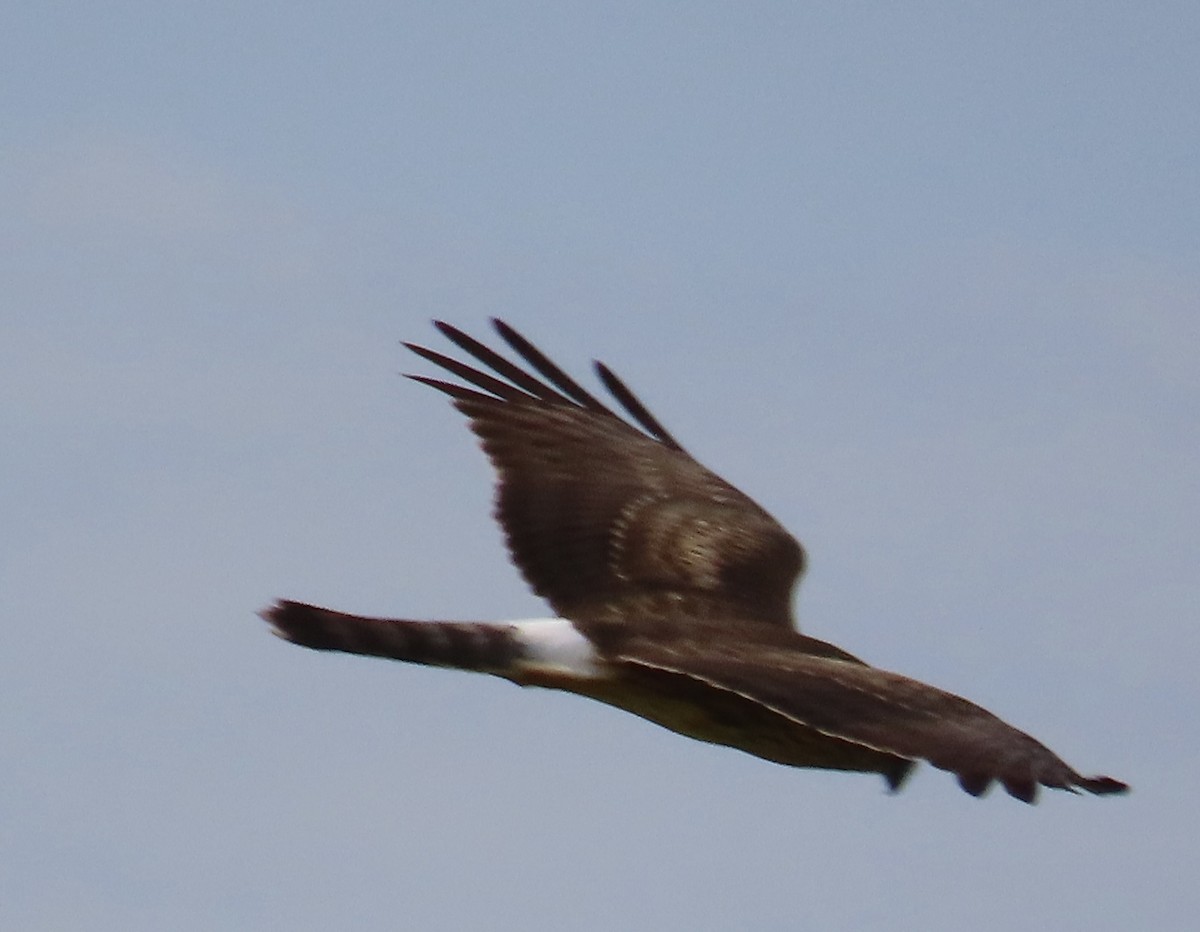 Albanella reale - ML644342718