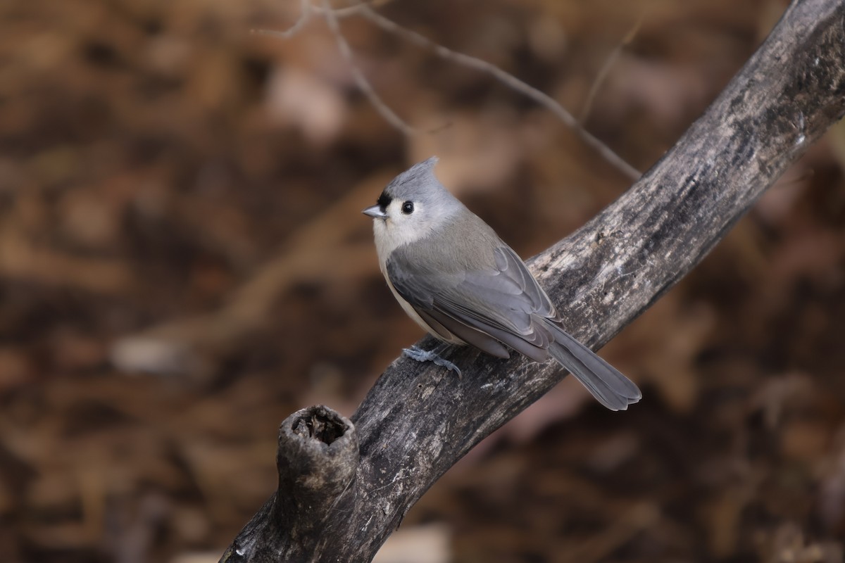 Tufted Titmouse - ML644342817