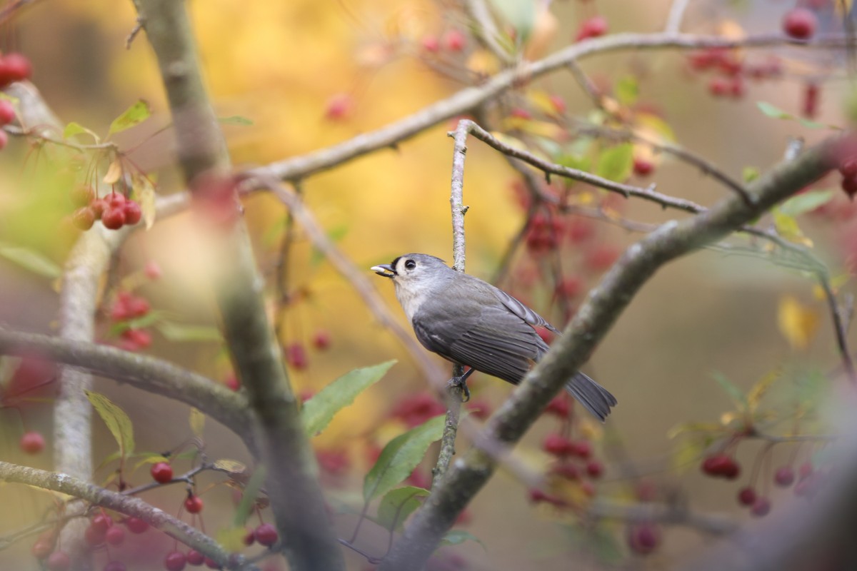 Tufted Titmouse - ML644342818