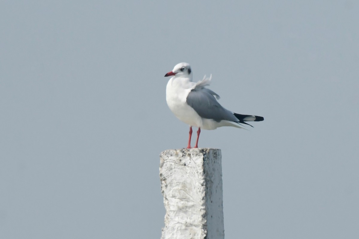 Бор толгойт цахлай - ML644342828