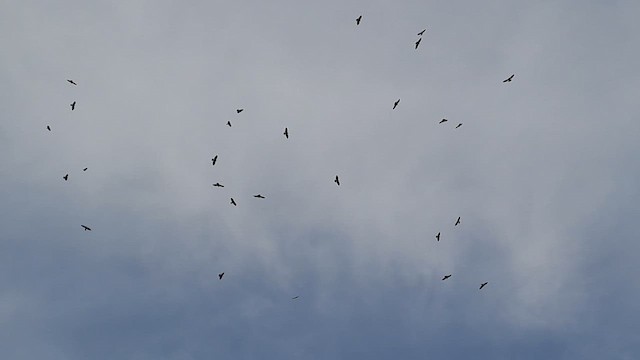 Black Baza - ML644342843