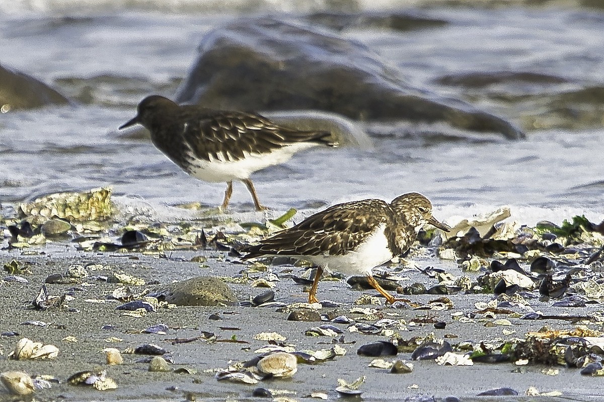Tournepierre à collier - ML644342858