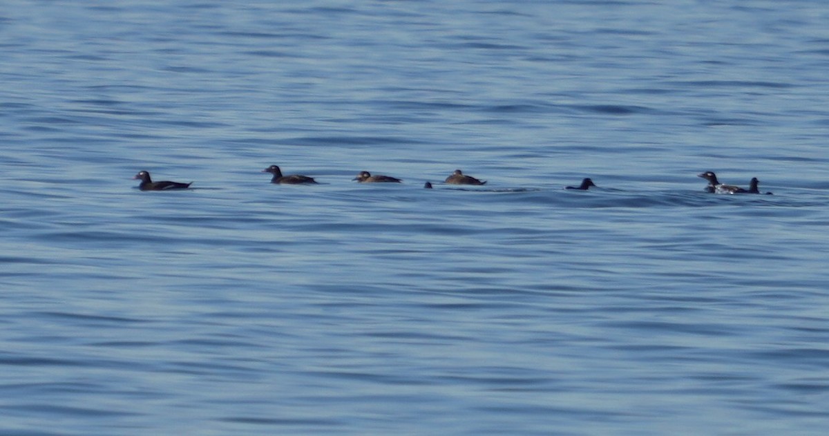 White-winged Scoter - ML644342869