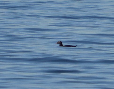 White-winged Scoter - ML644342870