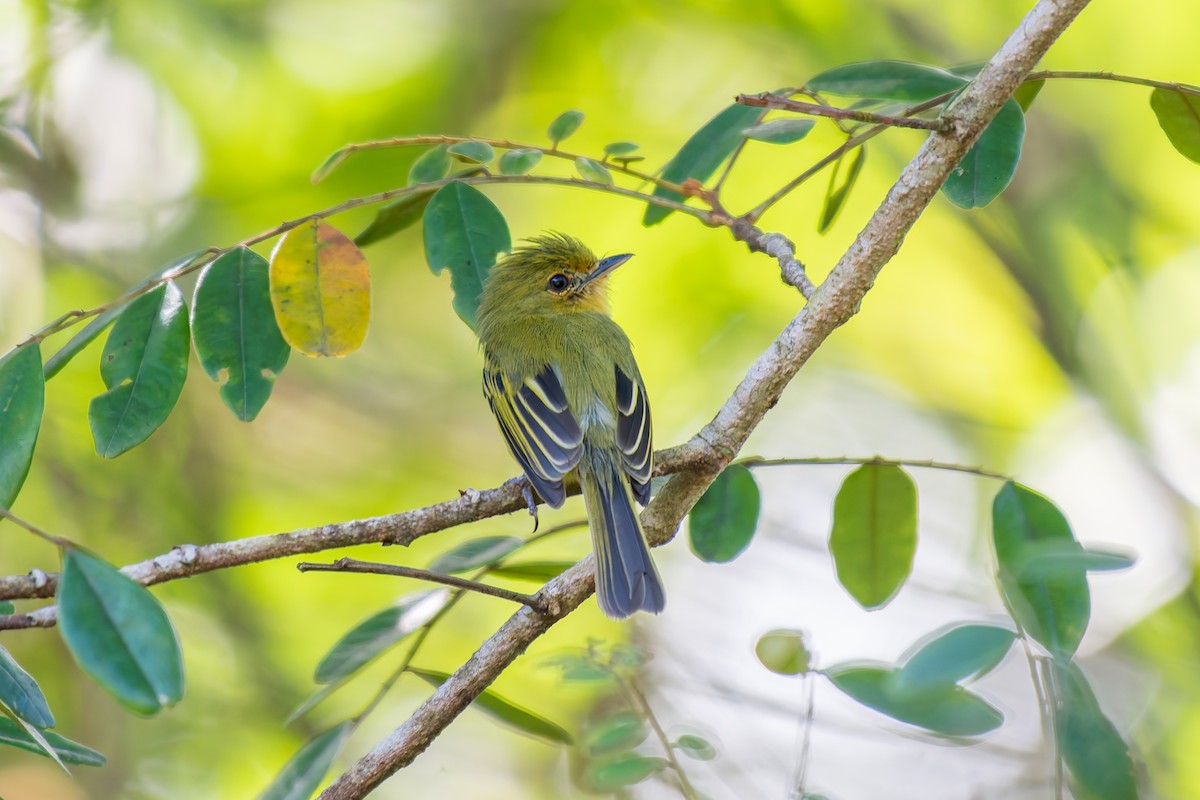 Ochre-lored Flatbill - ML644342876