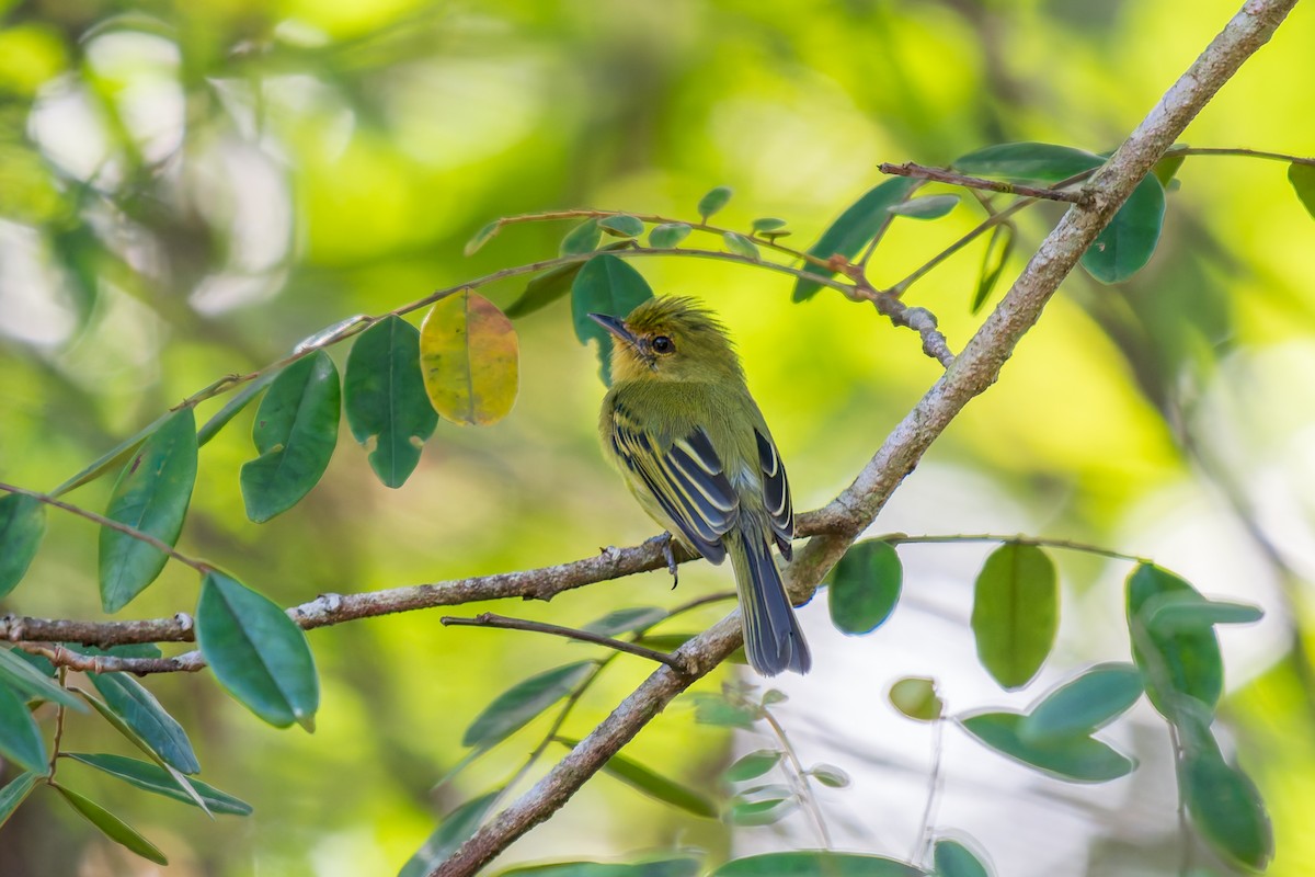 Ochre-lored Flatbill - ML644342877