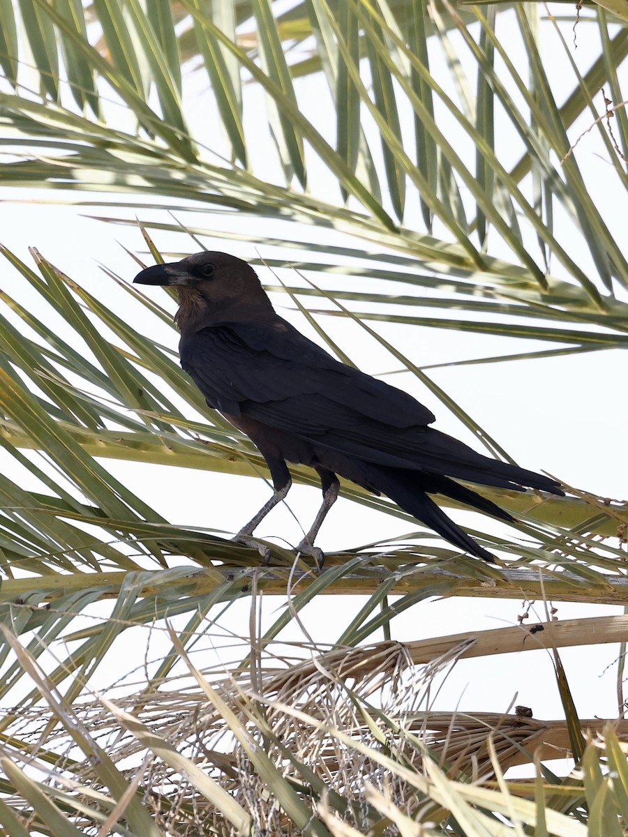Brown-necked Raven - ML644342878