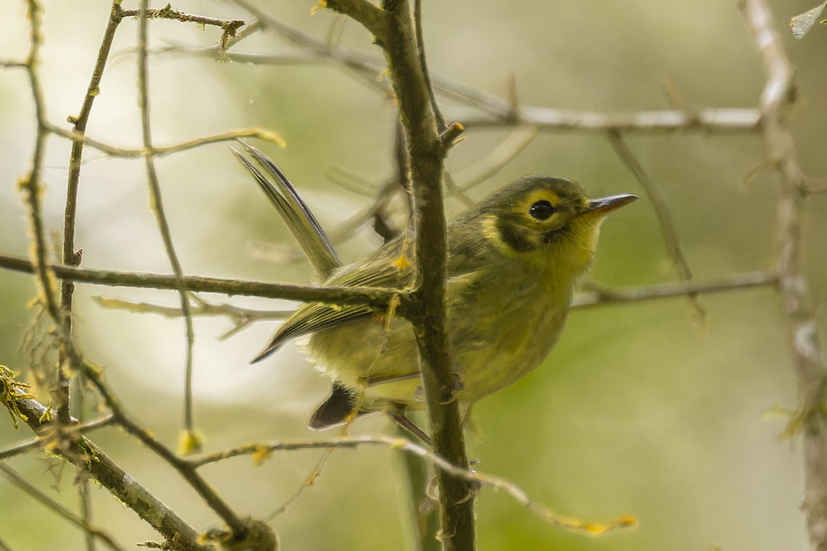 Oustalet's Tyrannulet - ML644342898