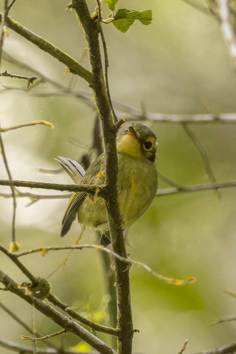 Oustalet's Tyrannulet - ML644342899