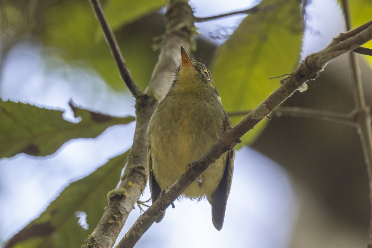 Oustalet's Tyrannulet - ML644342900