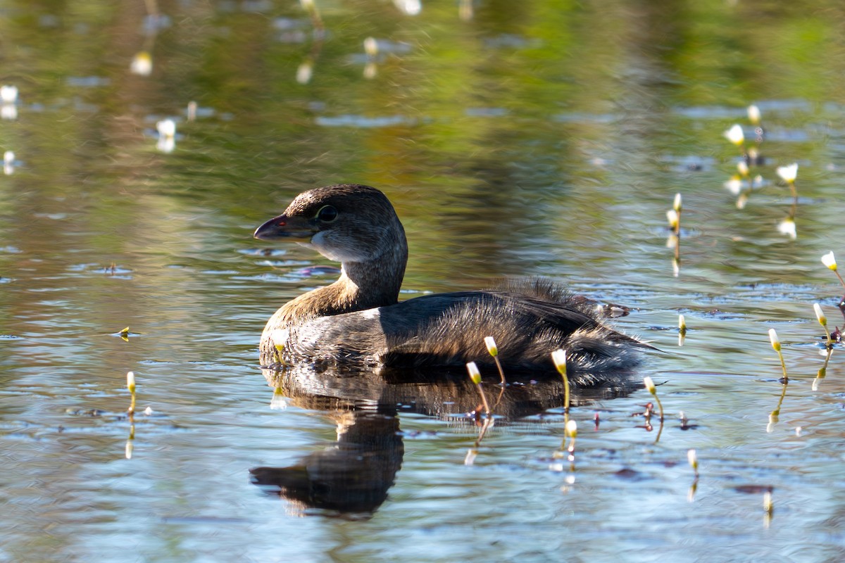 Pied-billed Grebe - ML644342906