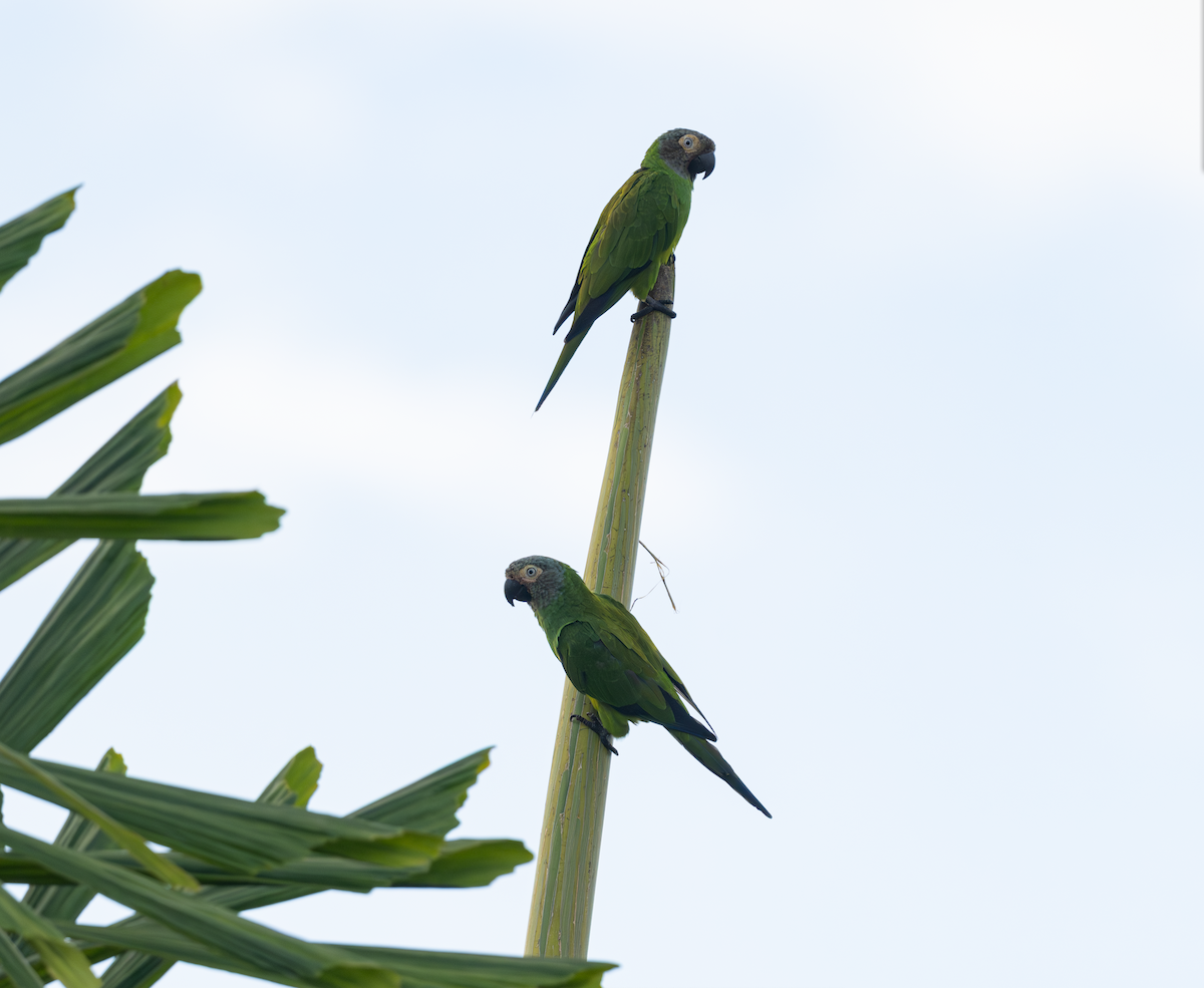 Dusky-headed Parakeet - ML644342907