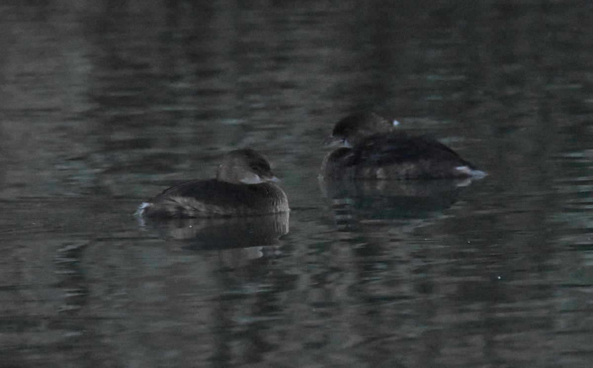 Pied-billed Grebe - ML644342908