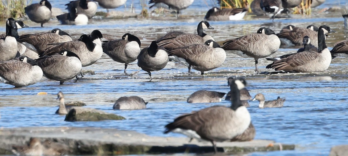 Шовтгор алаг нугас - ML644342909