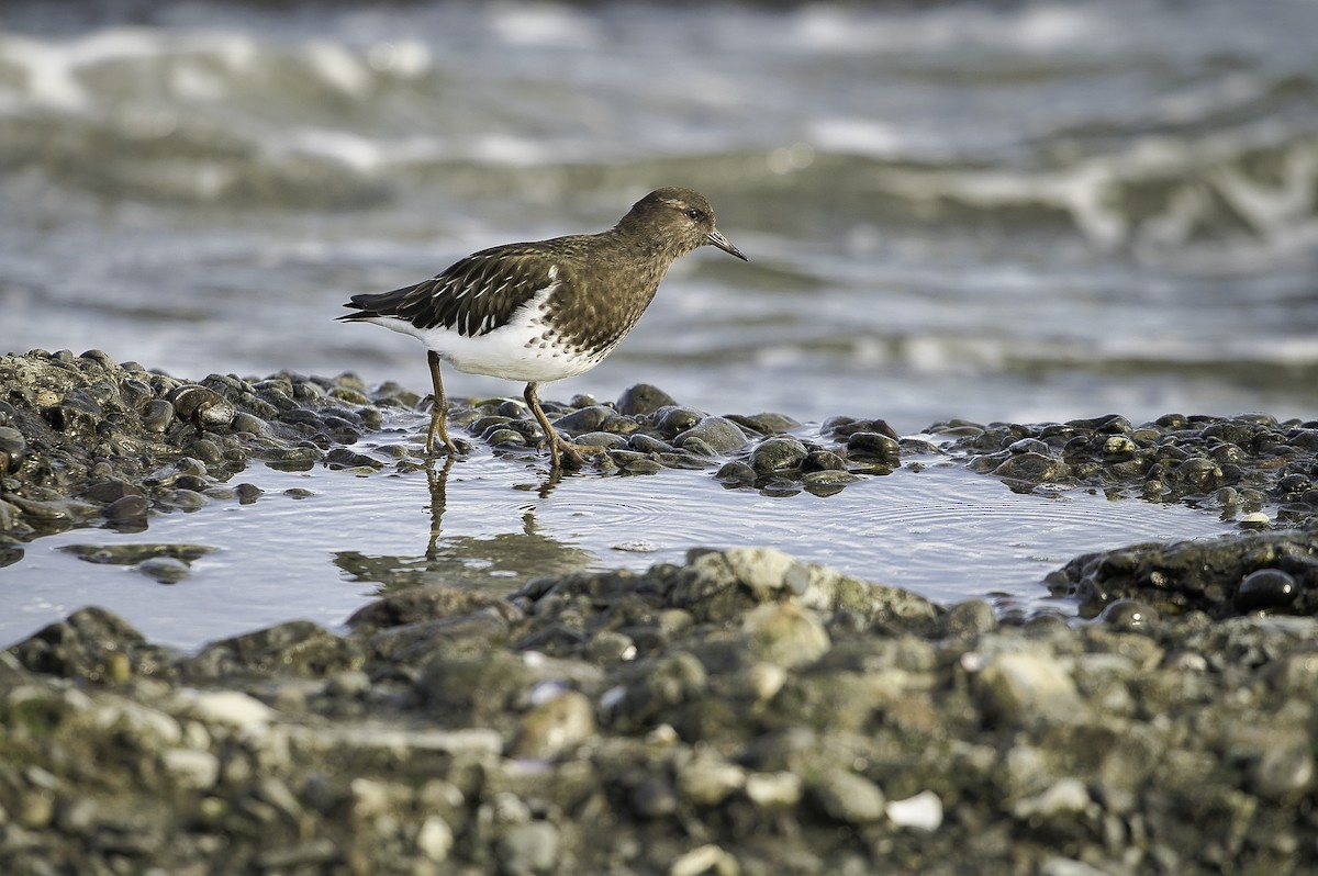 kamenáček černohlavý - ML644342910