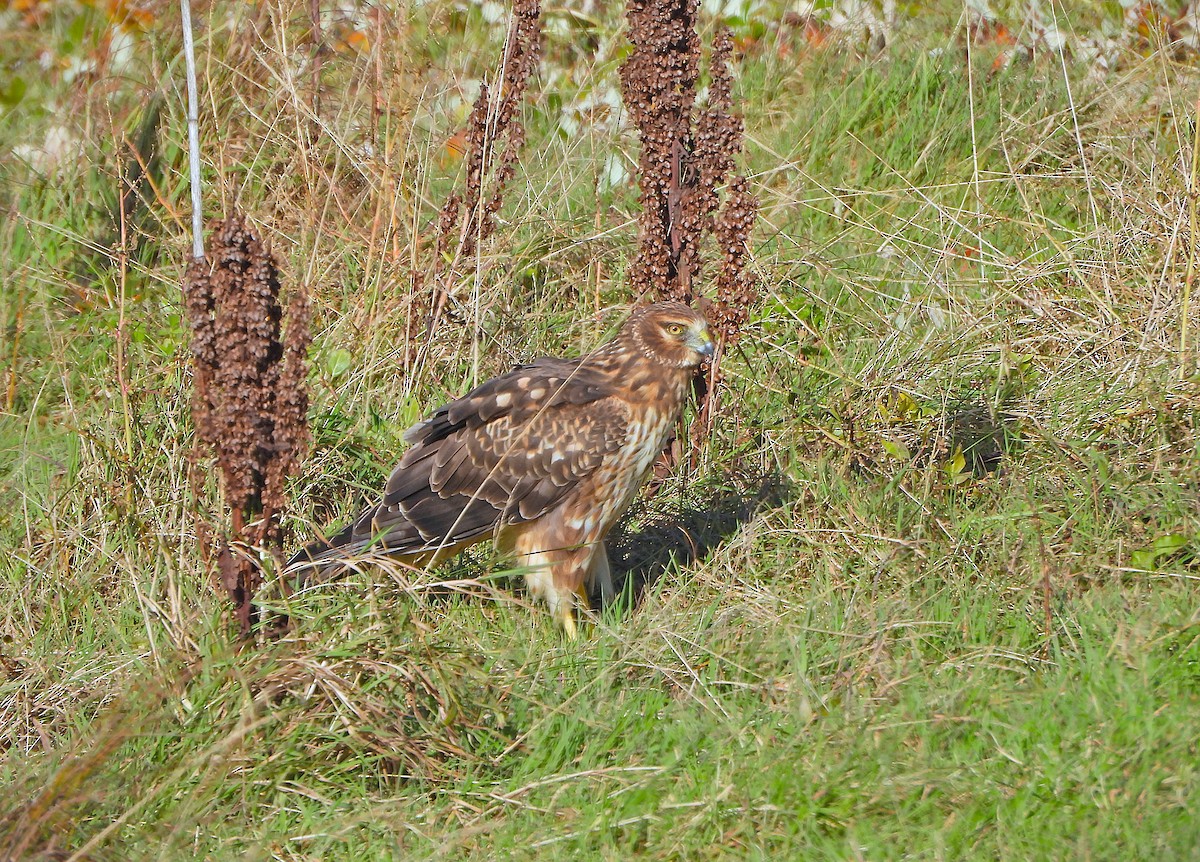 Northern Harrier - ML644342911