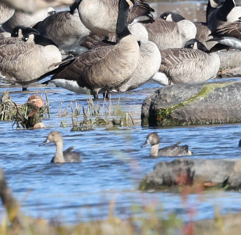 Шовтгор алаг нугас - ML644342912