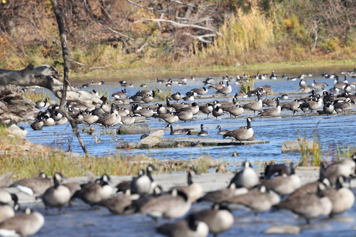 Канад галуу - ML644342913