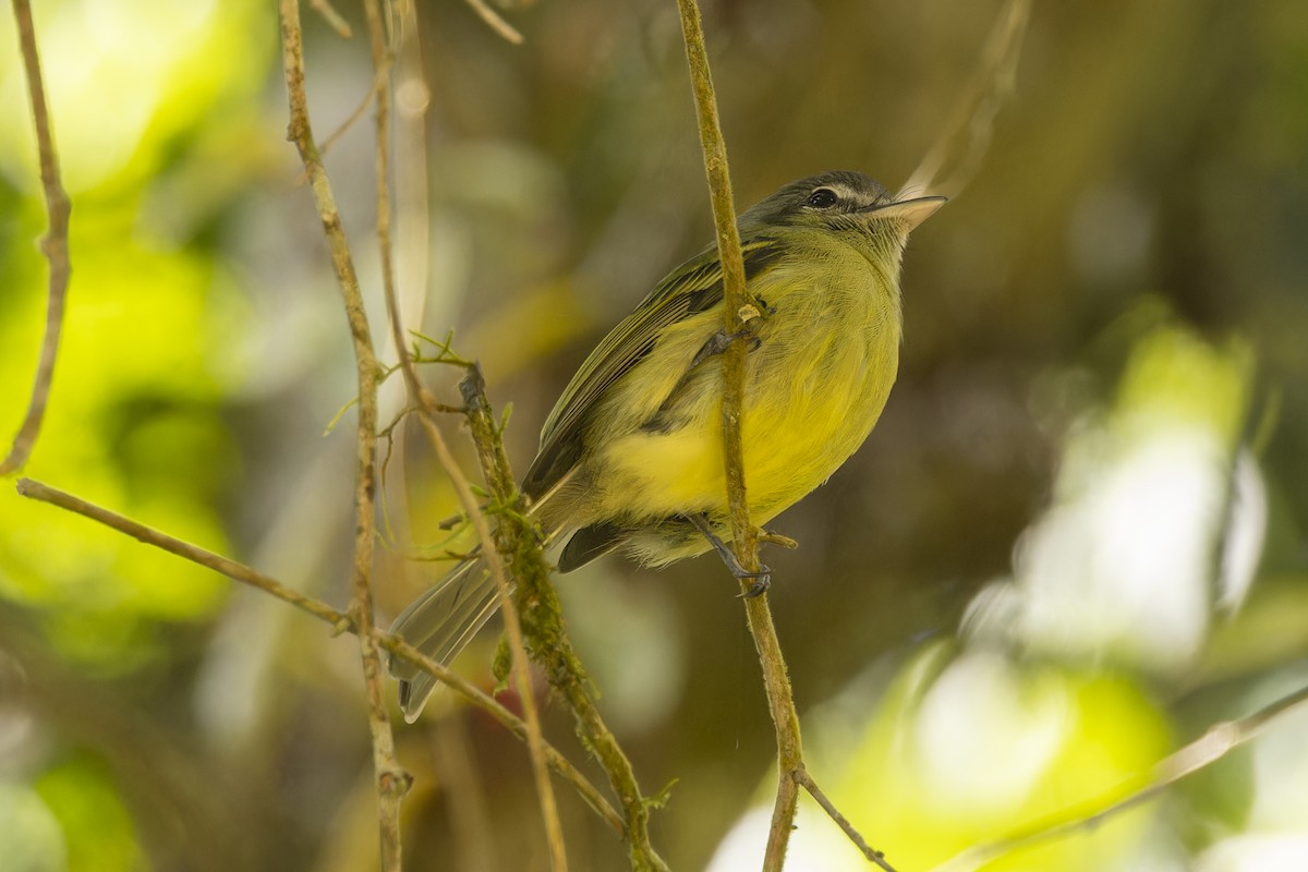 Yellow-olive Flatbill - ML644342916