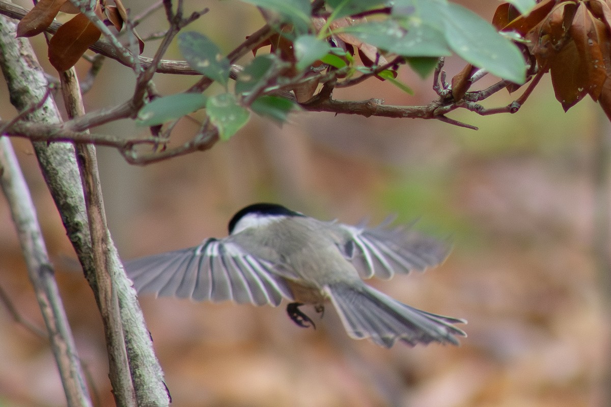 Black-capped Chickadee - ML644342918