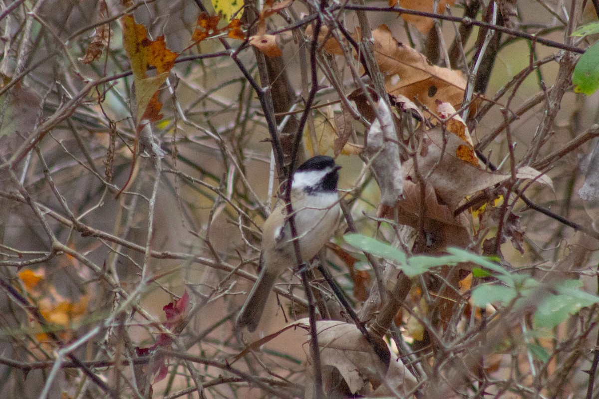 Black-capped Chickadee - ML644342919