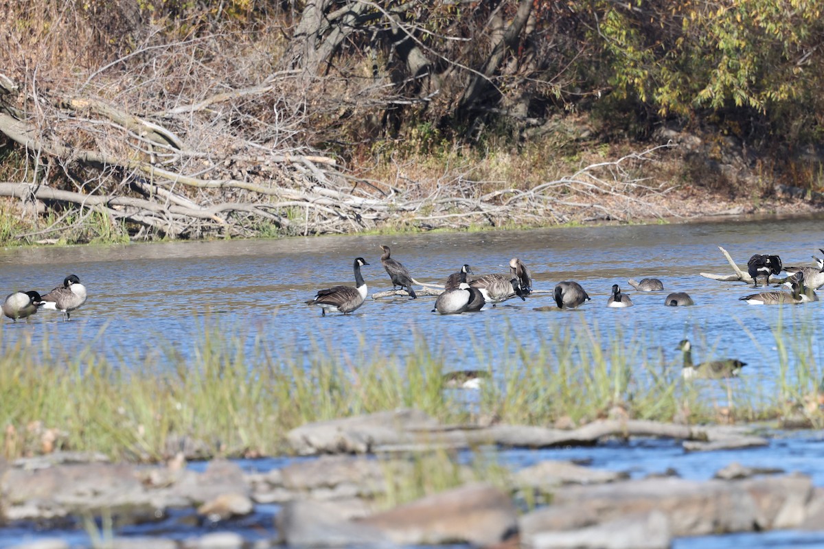 Double-crested Cormorant - ML644342920