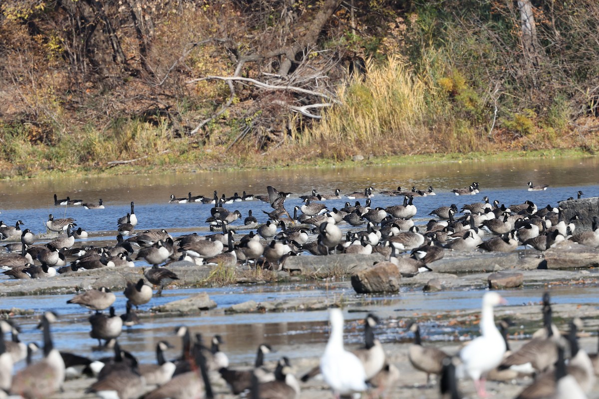 Double-crested Cormorant - ML644342922