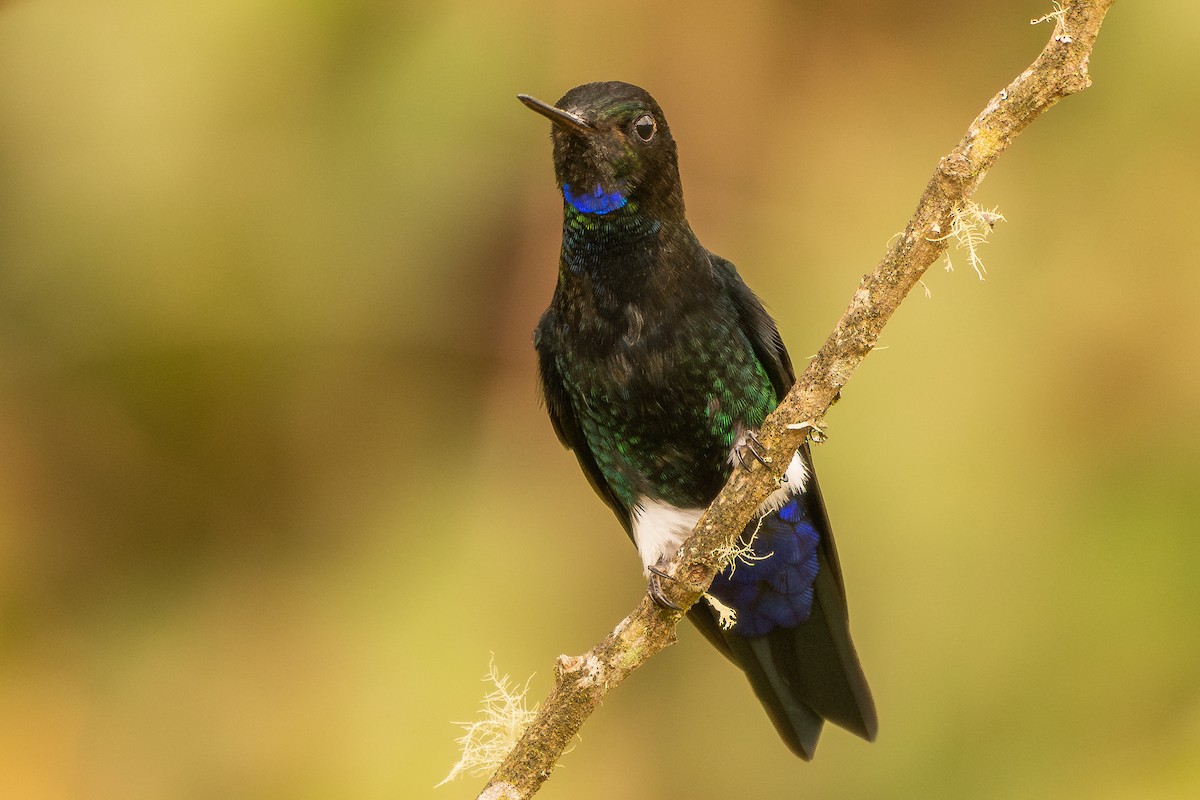 Black-breasted Puffleg - ML644342923