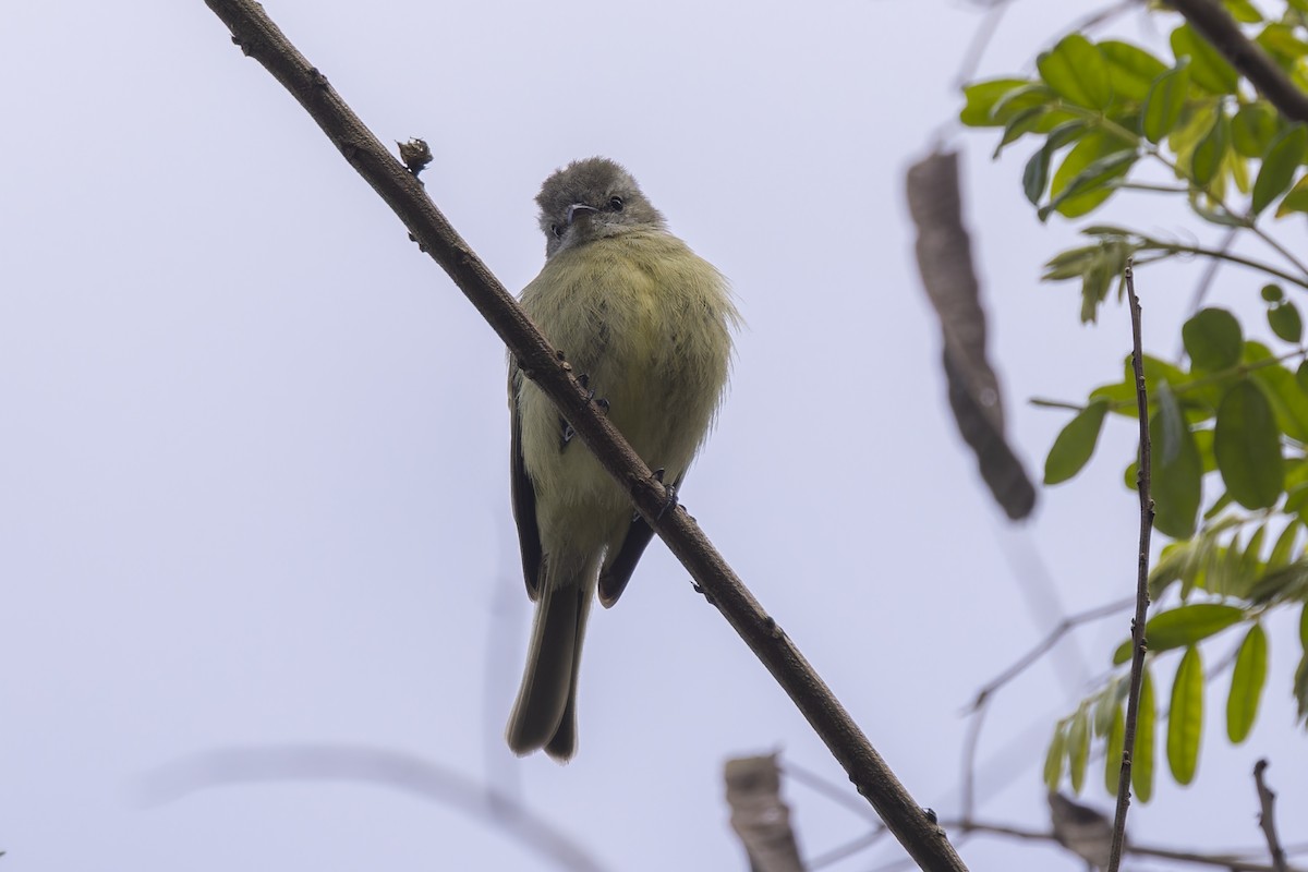 Planalto Tyrannulet - ML644342924