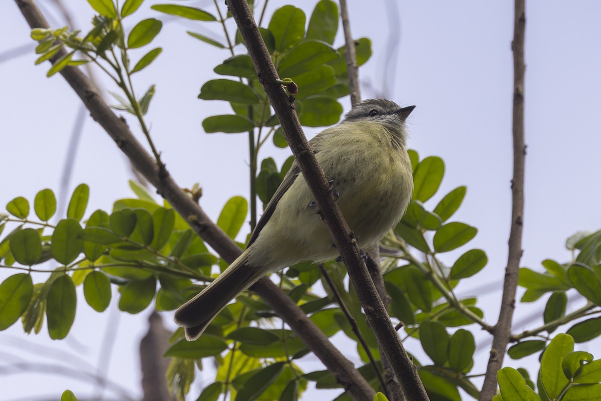 Planalto Tyrannulet - ML644342925