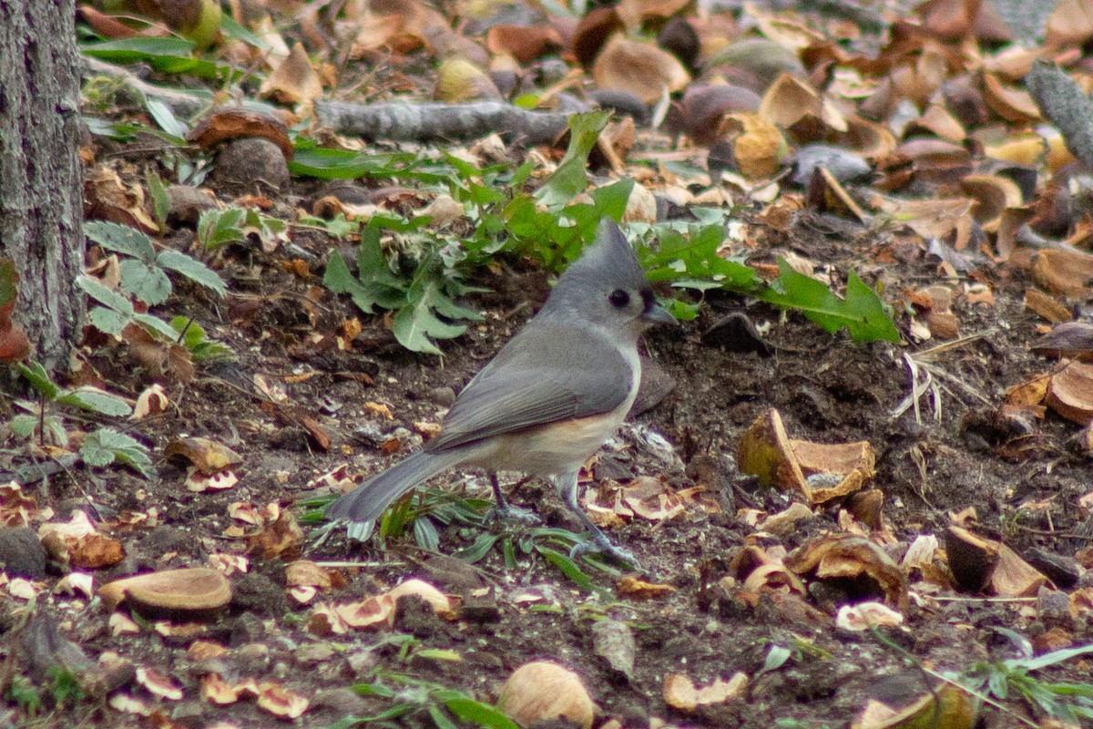 Tufted Titmouse - ML644342926